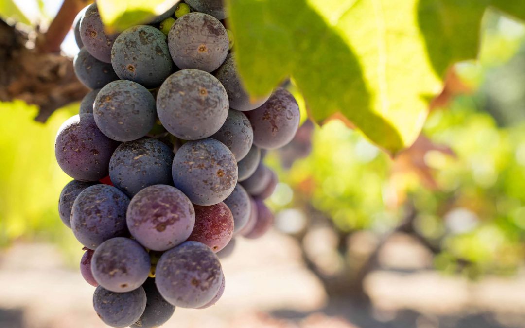Tour di degustazioni di vini in Puglia
